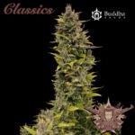 Buddha AK Fem (Fotoperiodica) - Buddha Seeds x3