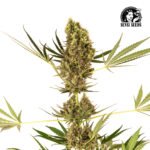 Alpine Delight CBD Auto - Sensi Seeds x3