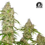 Banana Kush Cake Fem (Fotoperiódica) - Sensi Seeds x3