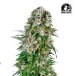 Big Bud Auto - Sensi Seeds x3