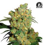 Big Bud Fem (Fotoperiódica) - Sensi Seeds x3