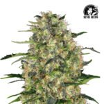 Black Domina Fem (Fotoperiódica) - Sensi Seeds x3