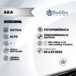 Buddha AK Fem (Fotoperiodica) - Buddha Seeds x3 - Imagen 2