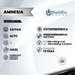 Buddha Amnesia Fem (Fotoperiódica) - Buddha Seeds x3 - Imagen 2