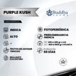 Buddha Purple Kush Fem (Fotoperiódica) - Buddha Seeds x3 - Imagen 2