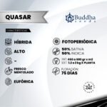 Buddha Quasar Fem (Fotoperiódica) - Buddha Seeds x3 - Imagen 2