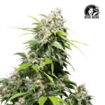 California Indica Fem (Fotoperiódica) - Sensi Seeds x3