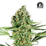 Critical Runtz Fem (Fotoperiódica) - Sensi Seeds x3