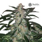 Buddha Deimos Auto - Buddha Seeds x3