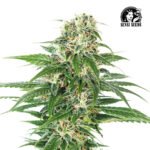 Early Skunk Auto - Sensi Seeds x3