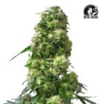 Early Skunk Fem (Fotoperiódica) - Sensi Seeds x3