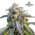 Grapefruit Fem (Fotoperiódica) - Mariseeds Seleccion