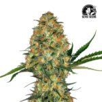 Hindu Kush Fem (Fotoperiódica) - Sensi Seeds x3