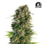 Hindu Kush Auto - Sensi Seeds x3