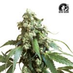 Jack Flash #5 Fem (Fotoperiódica) - Sensi Seeds x3