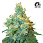 Jack Herer® Fem (Fotoperiódica) - Sensi Seeds x3