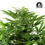 Mandarin Punch Auto - Sensi Seeds x3