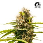 Mandarin Punch Fem (Fotoperiódica) - Sensi Seeds x3