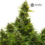 Buddha Medikit CBD Auto - Buddha Seeds x3
