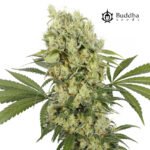 Buddha Medikit CBD Fem (Fotoperiódica) - Buddha Seeds x3