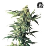 Northern Lights Fem (Fotoperiódica) - Sensi Seeds x3