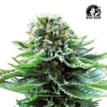 Northern Lights Auto - Sensi Seeds x3