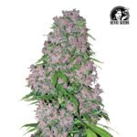 Purple Bud Fem (Fotoperiódica) - Sensi Seeds x3