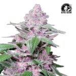 Purple Cookie Kush Fem (Fotoperiódica) - Sensi Seeds x3