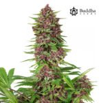 Buddha Purple Kush Fem (Fotoperiódica) - Buddha Seeds x3