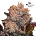 Purple Runtz Fem (Fotoperiódica) - Mariseeds Seleccion