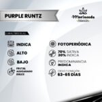 Purple Runtz Fem (Fotoperiódica) - Mariseeds Seleccion - Imagen 2