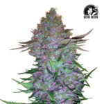 Purple Skunk Auto - Sensi Seeds x3