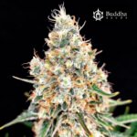 Buddha Quasar Fem (Fotoperiódica) - Buddha Seeds x3