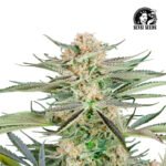 Screwdriver OG Fem (Fotoperiódica) - Sensi Seeds x3