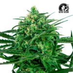 Sensi Amnesia Fem (Fotoperiódica) - Sensi Seeds x3