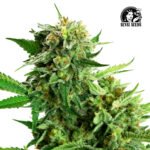 Blackberry Cake Fem (Fotoperiódica) - Sensi Seeds x3