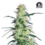 Purple Haze Fem (Fotoperiódica) White Label - Sensi Seeds x3