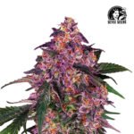 Sensi Purple Kush Fem (Fotoperiódica) - Sensi Seeds x3
