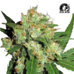 Sensi Skunk Fem (Fotoperiódica) - Sensi Seeds x3