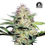 Sensi Skunk Auto - Sensi Seeds x3