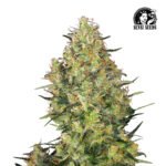 Shiva Skunk Fem (Fotoperiódica) - Sensi Seeds x3