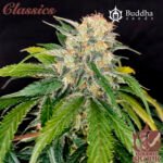 Buddha Skunk Fem (Fotoperiódica) -Buddha Seeds x3