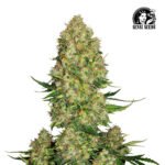 Skunk #1 Auto - Sensi Seeds x3