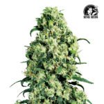 Skunk #1 Fem (Fotoperiódica) - Sensi Seeds x3