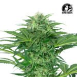 Skunk Dream CBD Fem (Fotoperiódica) - Sensi Seeds x3