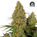 Sticky Orange XXL Auto - Sensi Seeds x3