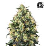 Super Skunk Auto - Sensi Seeds x3