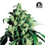 Super Skunk Fem (Fotoperiódica) - Sensi Seeds x3