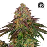 Sweet Cherry Kush Fem (Fotoperiódica) - Sensi Seeds x3