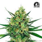 Tangerine Sugar Fem (Fotoperiódica) - Sensi Seeds x3